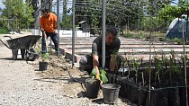EDREMİT’TE CUMHURİYET ÇİFTLİKLERİ İLE ATA TOHUMLARI HAYAT BULUYOR / 02.06.2022 PERŞEMBE