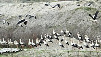 Bigadiç’te leylekler için göç yolu acil iniş pisti oluşturuldu / 28.03.2022 PAZARTESİ