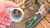 BAŞI PVC BORUYA SIKIŞAN YAVRU KEDİNİN İMDADINA İTFAİYE EKİPLERİMİZ YETİŞTİ!