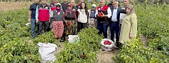 CANBEY, KEPSUT’TA ÇİFTÇİLERLE BİRLİKTE HASAT YAPTI