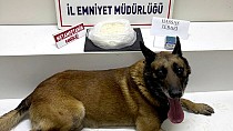 EDREMİT’TE NARKOTİK KÖPEĞİ CASH ZEHİR TACİRLERİNE GÖZ AÇTIRMIYOR! - haberi