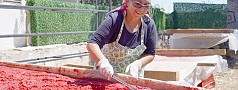 KÜÇÜKKÖY’DE GÜNEŞLE LEZZET BULUŞUYOR