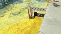 Ayvalık’ta deniz üzerindeki sarı tabaka şaşırttı  - haberi
