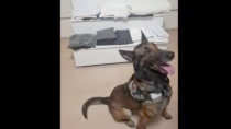 BALIKESİR’DE NARKOTİK KÖPEĞİ DANGAL ZEHİR TACİRLERİNE GEÇİT VERMİYOR! - haberi