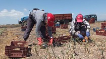 Bandırma'da soğan hasadı başladı  - haberi
